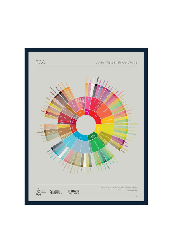 SCA The Coffee Taster's Flavour Wheel Poster - Timberline Coffee School